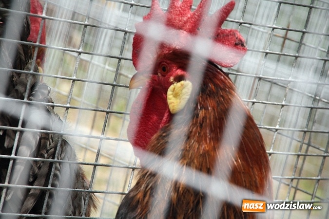 Zdjęcie w galerii na portalu naszwodzislaw.com: Majówkowy pokaz zwierząt w Rodzinnym Parku Rozrywki. ZDJĘCIA  wiadomości z regionu