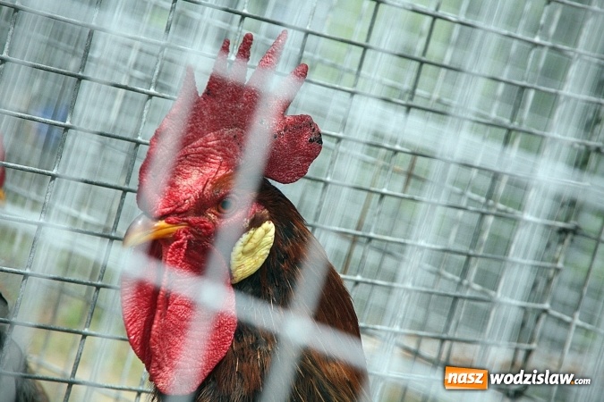 Zdjęcie w galerii na portalu naszwodzislaw.com: Majówkowy pokaz zwierząt w Rodzinnym Parku Rozrywki. ZDJĘCIA  wiadomości z regionu