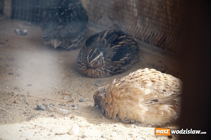 Zdjęcie w galerii na portalu naszwodzislaw.com: W Wodzisławiu powstała ptaszarnia. FOTO wiadomości z regionu