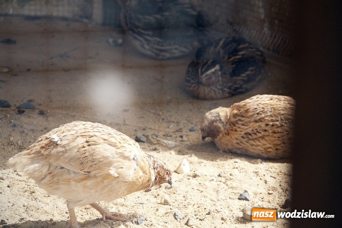 Zdjęcie w galerii na portalu naszwodzislaw.com: W Wodzisławiu powstała ptaszarnia. FOTO wiadomości z regionu