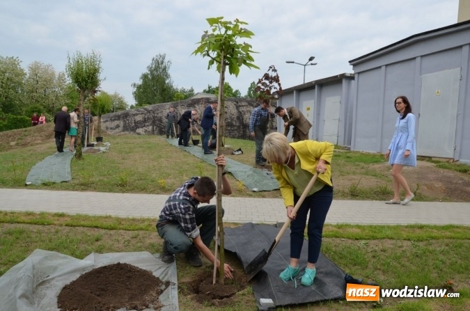 Zdjęcie w galerii na portalu naszwodzislaw.com: Jubileuszowy konkurs ekologiczny rozstrzygnięty. Posadzono również nowe drzewa  wiadomości z regionu