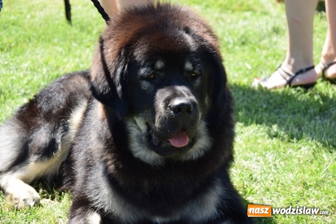 Zdjęcie w galerii na portalu naszwodzislaw.com: IV Międzynarodowa Wystawa Psów Rasowych w Połomi wiadomości z regionu