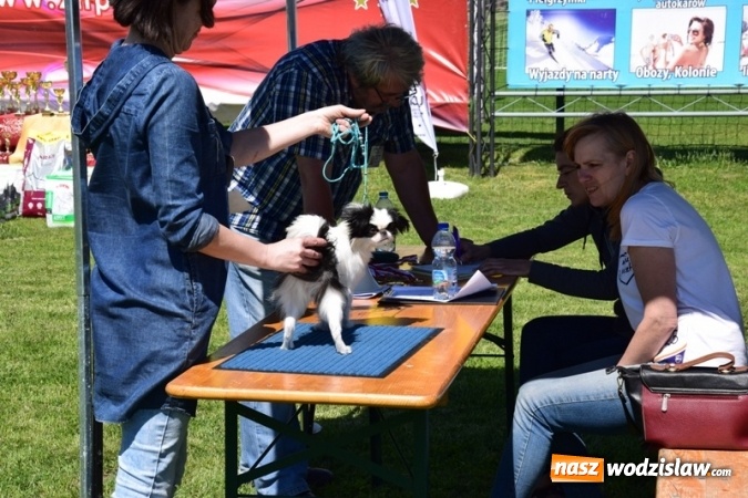 Zdjęcie w galerii na portalu naszwodzislaw.com: IV Międzynarodowa Wystawa Psów Rasowych w Połomi wiadomości z regionu