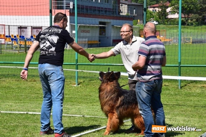 Zdjęcie w galerii na portalu naszwodzislaw.com: IV Międzynarodowa Wystawa Psów Rasowych w Połomi wiadomości z regionu