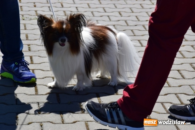 Zdjęcie w galerii na portalu naszwodzislaw.com: IV Międzynarodowa Wystawa Psów Rasowych w Połomi wiadomości z regionu