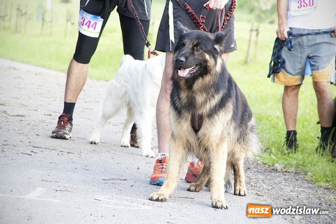 Zdjęcie w galerii na portalu naszwodzislaw.com: Zedrzyj szczewiki dla Bereniki. Pobiegli dla mieszkanki Łazisk. FOTO wiadomości z regionu