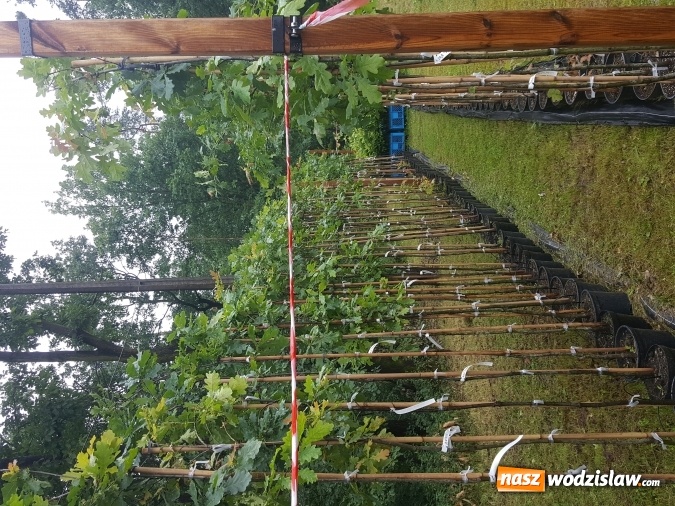 Zdjęcie w galerii na portalu naszwodzislaw.com: Współpraca PWSZ w Raciborzu z Nadleśnictwem Rudy Raciborskie  wiadomości z regionu