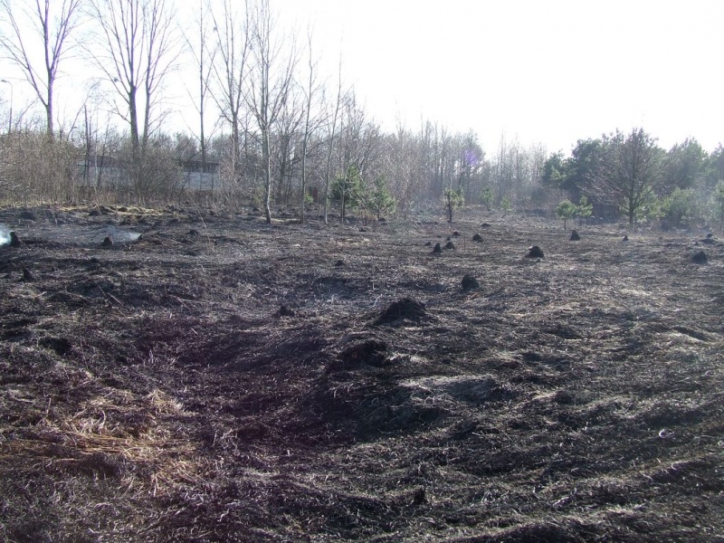 Zdjęcie w galerii na portalu naszwodzislaw.com: Spłonął prawie hektar nieużytków wiadomości z regionu