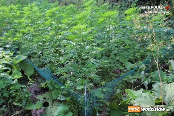 Zdjęcie w galerii na portalu naszwodzislaw.com: Policjanci zlikwidowali plantację konopi indyjskich  wiadomości z regionu