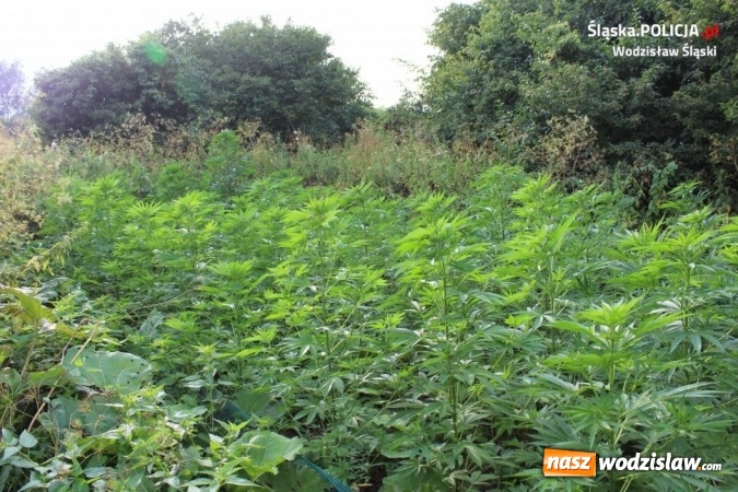Zdjęcie w galerii na portalu naszwodzislaw.com: Policjanci zlikwidowali plantację konopi indyjskich  wiadomości z regionu