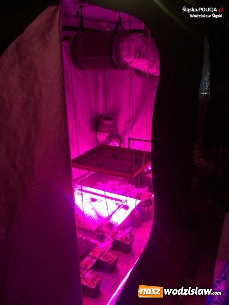 Zdjęcie w galerii na portalu naszwodzislaw.com: Policjanci zlikwidowali plantację konopi indyjskich  wiadomości z regionu