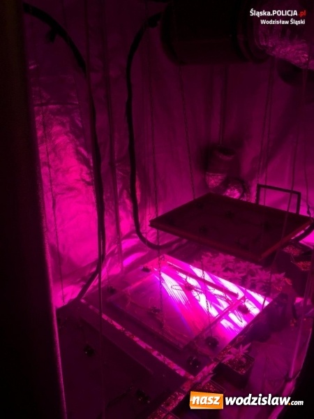 Zdjęcie w galerii na portalu naszwodzislaw.com: Policjanci zlikwidowali plantację konopi indyjskich  wiadomości z regionu