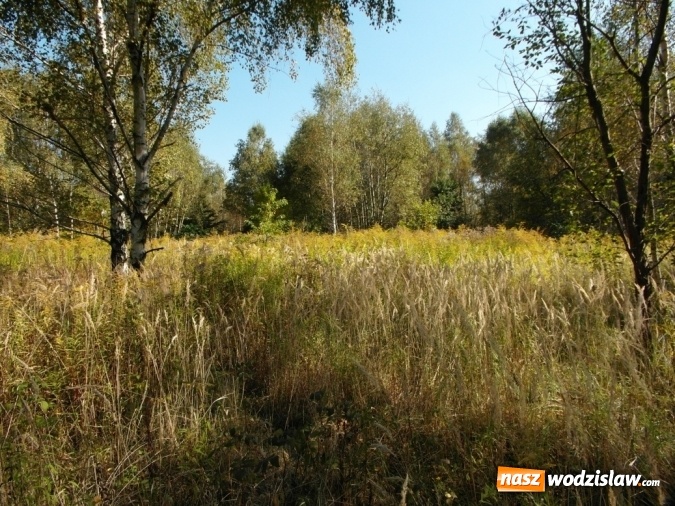 Zdjęcie w galerii na portalu naszwodzislaw.com: Działki przy ulicy Batorego na sprzedaż wiadomości z regionu