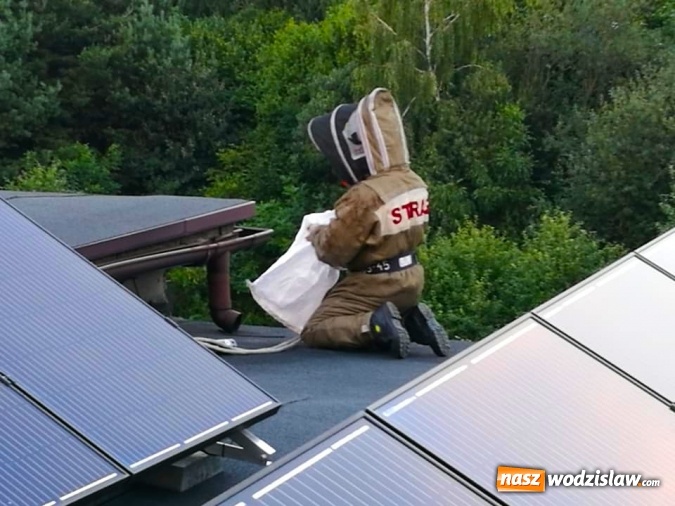 Zdjęcie w galerii na portalu naszwodzislaw.com: Akcja strażaków w Radlinie. Konieczne było usunięcie gniazd owadów wiadomości z regionu