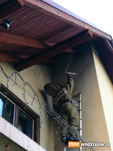 Zdjęcie w galerii na portalu naszwodzislaw.com: Akcja strażaków w Radlinie. Konieczne było usunięcie gniazd owadów wiadomości z regionu