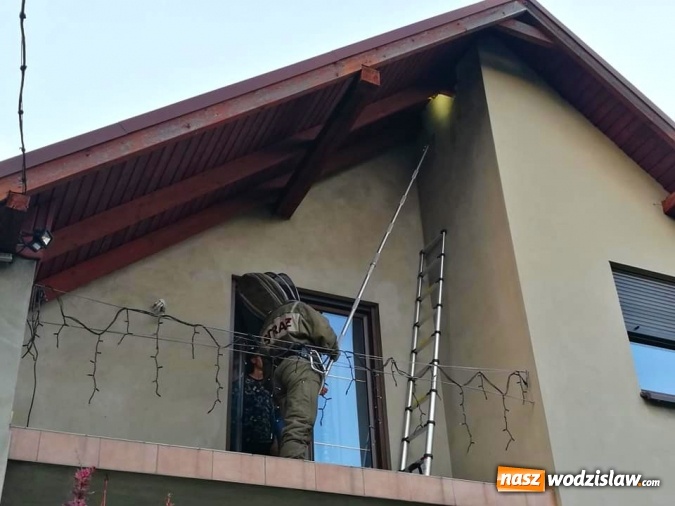 Zdjęcie w galerii na portalu naszwodzislaw.com: Akcja strażaków w Radlinie. Konieczne było usunięcie gniazd owadów wiadomości z regionu