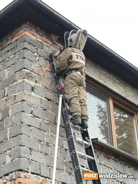 Zdjęcie w galerii na portalu naszwodzislaw.com: Akcja strażaków w Radlinie. Konieczne było usunięcie gniazd owadów wiadomości z regionu