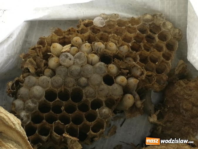 Zdjęcie w galerii na portalu naszwodzislaw.com: Akcja strażaków w Radlinie. Konieczne było usunięcie gniazd owadów wiadomości z regionu