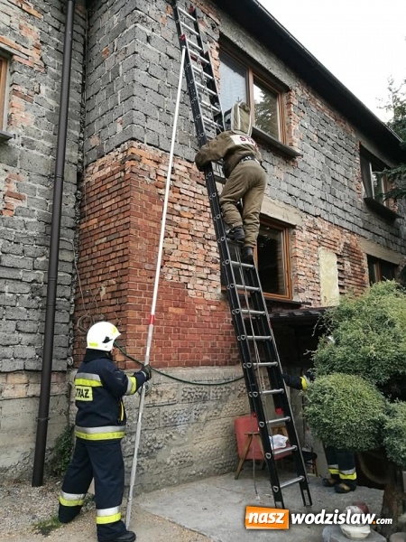 Zdjęcie w galerii na portalu naszwodzislaw.com: Akcja strażaków w Radlinie. Konieczne było usunięcie gniazd owadów wiadomości z regionu