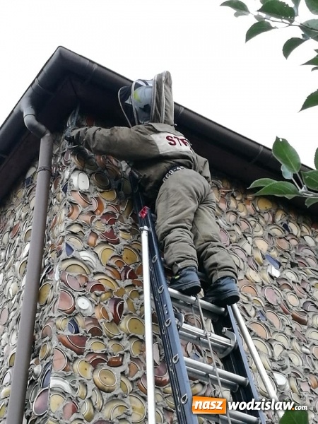 Zdjęcie w galerii na portalu naszwodzislaw.com: Akcja strażaków w Radlinie. Konieczne było usunięcie gniazd owadów wiadomości z regionu