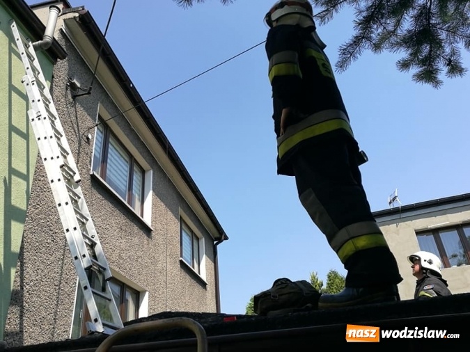 Zdjęcie w galerii na portalu naszwodzislaw.com: Interwencji związanych z owadami ciąg dalszy. Strażacy mają pełne ręce roboty wiadomości z regionu