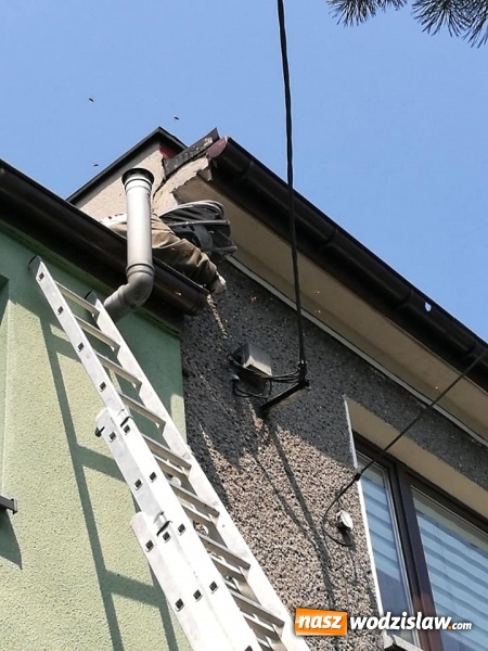 Zdjęcie w galerii na portalu naszwodzislaw.com: Interwencji związanych z owadami ciąg dalszy. Strażacy mają pełne ręce roboty wiadomości z regionu