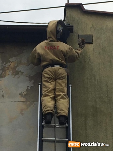 Zdjęcie w galerii na portalu naszwodzislaw.com: Interwencji związanych z owadami ciąg dalszy. Strażacy mają pełne ręce roboty wiadomości z regionu