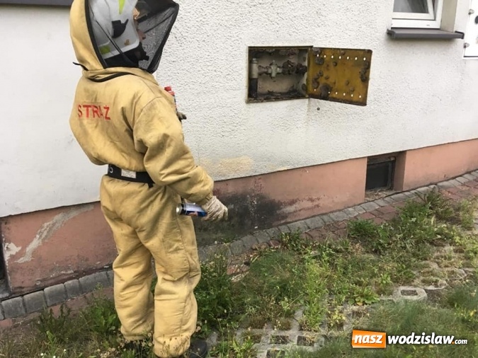 Zdjęcie w galerii na portalu naszwodzislaw.com: Interwencji związanych z owadami ciąg dalszy. Strażacy mają pełne ręce roboty wiadomości z regionu