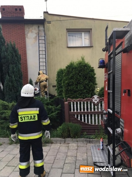 Zdjęcie w galerii na portalu naszwodzislaw.com: Interwencji związanych z owadami ciąg dalszy. Strażacy mają pełne ręce roboty wiadomości z regionu