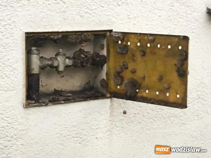 Zdjęcie w galerii na portalu naszwodzislaw.com: Interwencji związanych z owadami ciąg dalszy. Strażacy mają pełne ręce roboty wiadomości z regionu