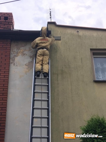 Zdjęcie w galerii na portalu naszwodzislaw.com: Interwencji związanych z owadami ciąg dalszy. Strażacy mają pełne ręce roboty wiadomości z regionu