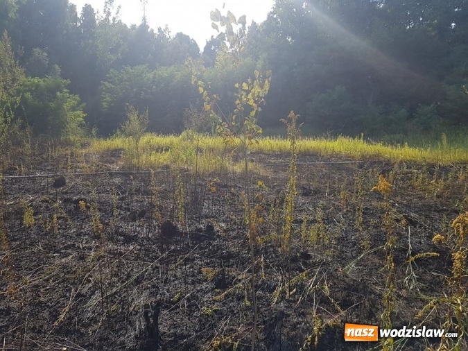 Zdjęcie w galerii na portalu naszwodzislaw.com: Strażacy walczyli z pożarem trawy w Godowie wiadomości z regionu