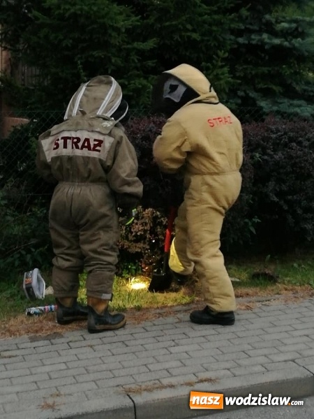 Zdjęcie w galerii na portalu naszwodzislaw.com: Kolejne interwencje straży związane z owadami wiadomości z regionu