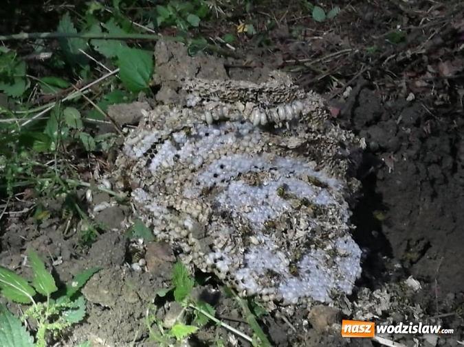 Zdjęcie w galerii na portalu naszwodzislaw.com: Kolejne interwencje straży związane z owadami wiadomości z regionu