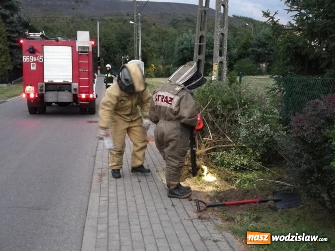 Zdjęcie w galerii na portalu naszwodzislaw.com: Kolejne interwencje straży związane z owadami wiadomości z regionu