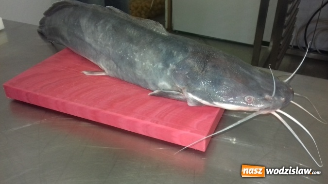 Zdjęcie w galerii na portalu naszwodzislaw.com: Kuchnia na medal, czyli srebro i brąz uczniów wodzisławskiego ZSE w konkursie gastronomicznym w Czechach wiadomości z regionu