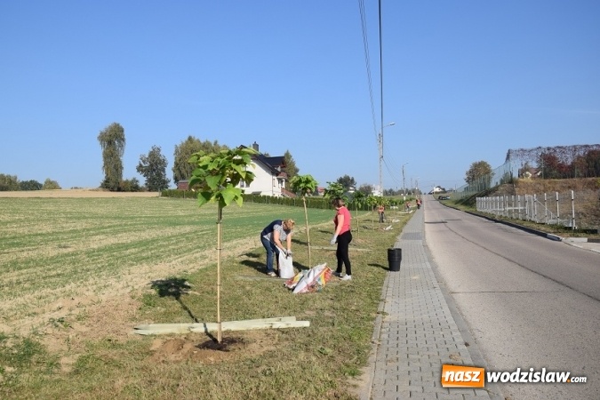 Zdjęcie w galerii na portalu naszwodzislaw.com: Wzdłuż Sportowej w Mszanie posadzili nowe drzewa wiadomości z regionu