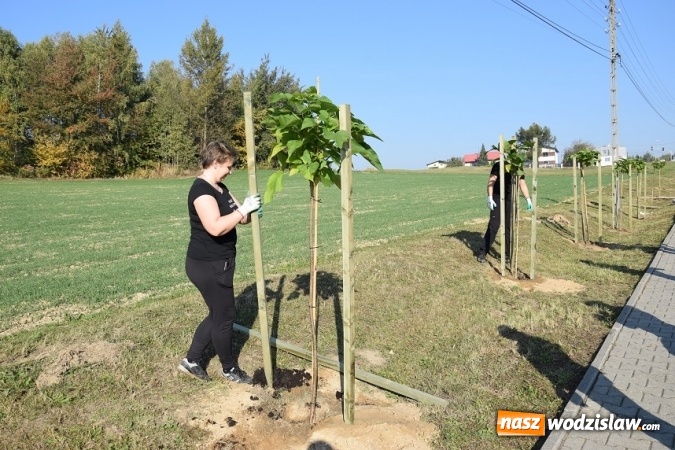 Zdjęcie w galerii na portalu naszwodzislaw.com: Wzdłuż Sportowej w Mszanie posadzili nowe drzewa wiadomości z regionu