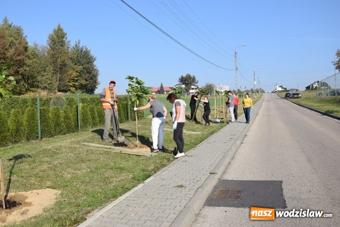 Zdjęcie w galerii na portalu naszwodzislaw.com: Wzdłuż Sportowej w Mszanie posadzili nowe drzewa wiadomości z regionu