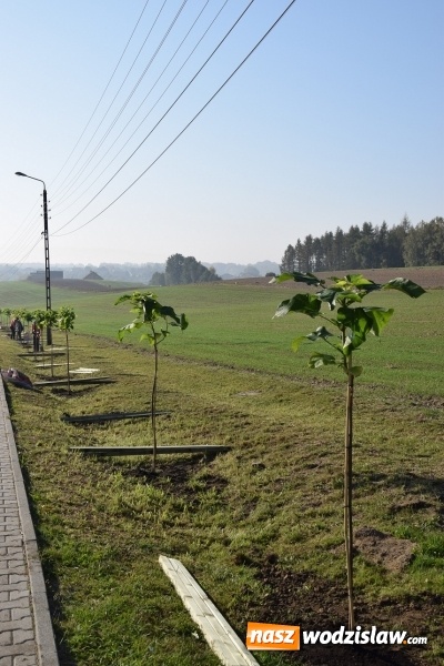 Zdjęcie w galerii na portalu naszwodzislaw.com: Wzdłuż Sportowej w Mszanie posadzili nowe drzewa wiadomości z regionu