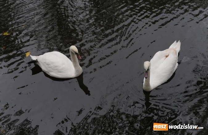 Zdjęcie w galerii na portalu naszwodzislaw.com: Co zmieniło się w parku miejskim na przestrzeni lat? wiadomości z regionu