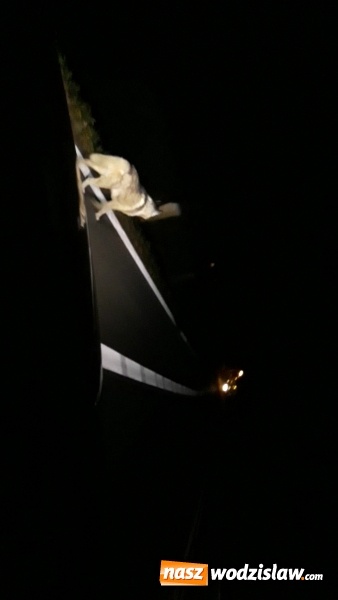 Zdjęcie w galerii na portalu naszwodzislaw.com: Wilki na drodze w kierunku Lubomi? wiadomości z regionu