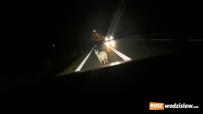 Zdjęcie w galerii na portalu naszwodzislaw.com: Wilki na drodze w kierunku Lubomi? wiadomości z regionu