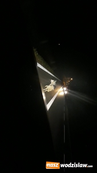 Zdjęcie w galerii na portalu naszwodzislaw.com: Wilki na drodze w kierunku Lubomi? wiadomości z regionu