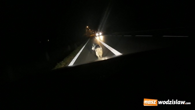 Zdjęcie w galerii na portalu naszwodzislaw.com: Wilki na drodze w kierunku Lubomi? wiadomości z regionu