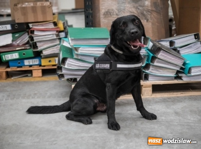 Zdjęcie w galerii na portalu naszwodzislaw.com: Są niezawodne i wyjątkowe. O psach w śląskiej służbie celno-skarbowej  wiadomości z regionu