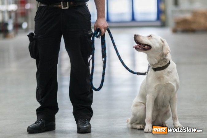 Zdjęcie w galerii na portalu naszwodzislaw.com: Są niezawodne i wyjątkowe. O psach w śląskiej służbie celno-skarbowej  wiadomości z regionu