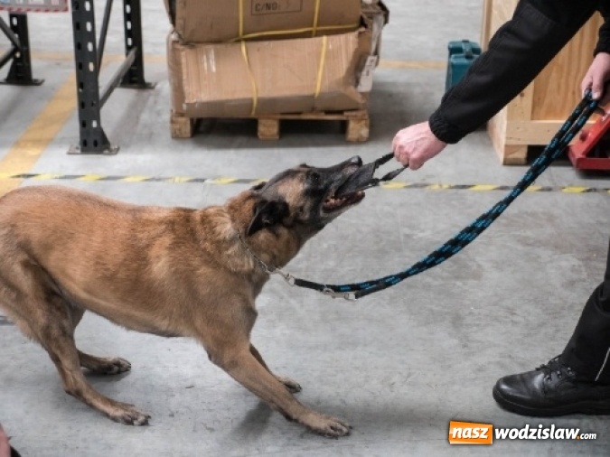 Zdjęcie w galerii na portalu naszwodzislaw.com: Są niezawodne i wyjątkowe. O psach w śląskiej służbie celno-skarbowej  wiadomości z regionu