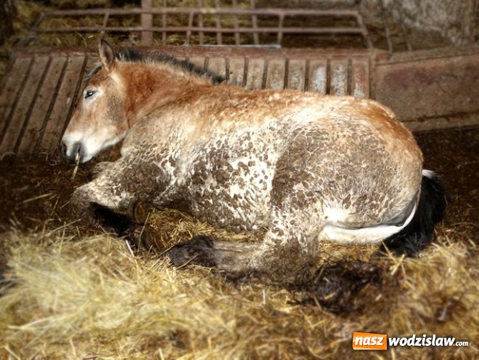 Zdjęcie w galerii na portalu naszwodzislaw.com: Chore zwierzęta trafiały do gospodarstwa przy rzeźni w Wodzisławiu Śląskim wiadomości z regionu