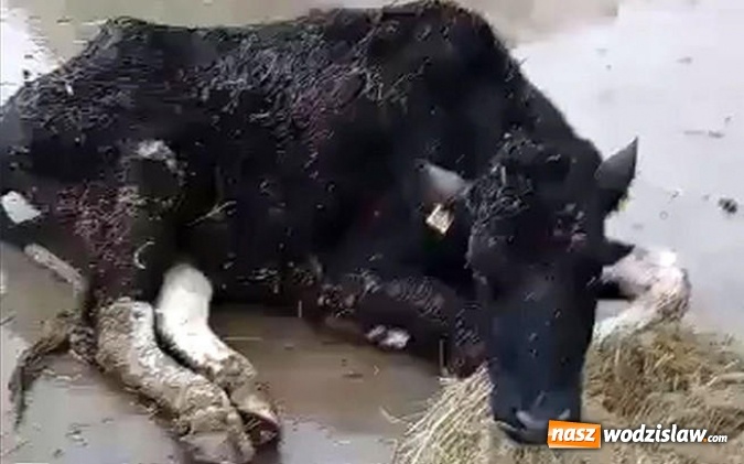 Zdjęcie w galerii na portalu naszwodzislaw.com: Chore zwierzęta trafiały do gospodarstwa przy rzeźni w Wodzisławiu Śląskim wiadomości z regionu